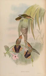 Grypus naevius = Ramphodon naevius